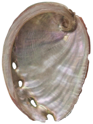 shell